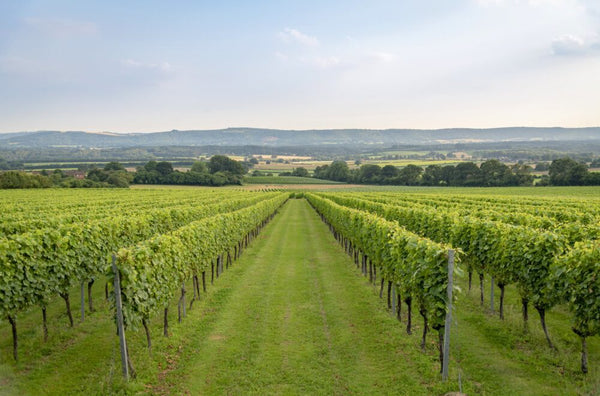 CLASSIC CUVÉE 2018|クラシック キュヴェ 2018